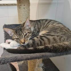 Giulio