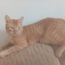 Aslan