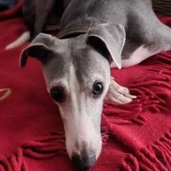 Argos